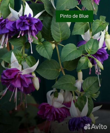 Сортовые фуксии в наличии первая часть