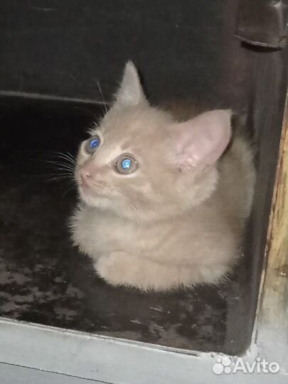 Котята в добрые руки бесплатно