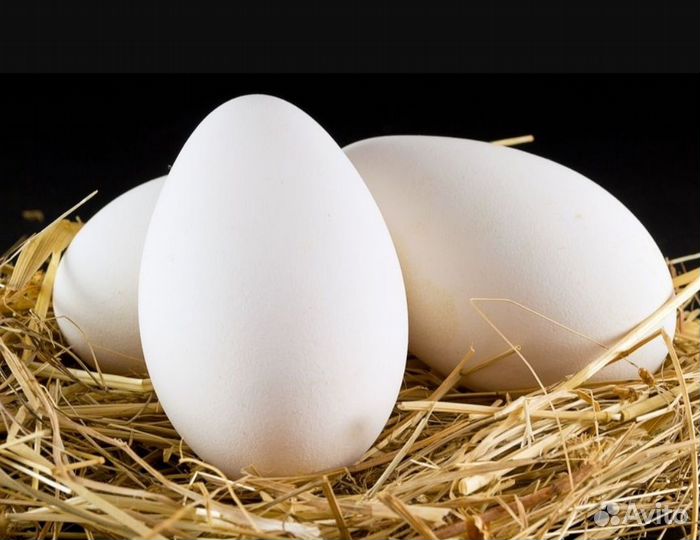 Яйцо утиное