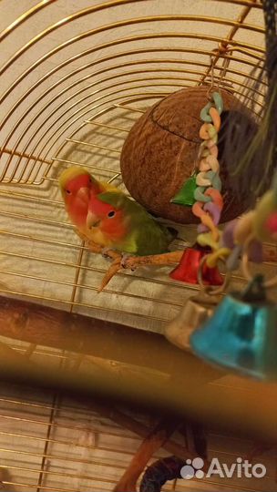 Попугай неразлучники с клеткой