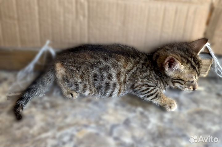 Котята бенгальские