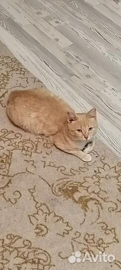 Ищу дом для котика(лейкозника)