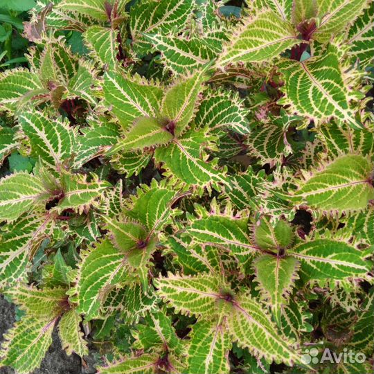 Колеусы вегетативные. 