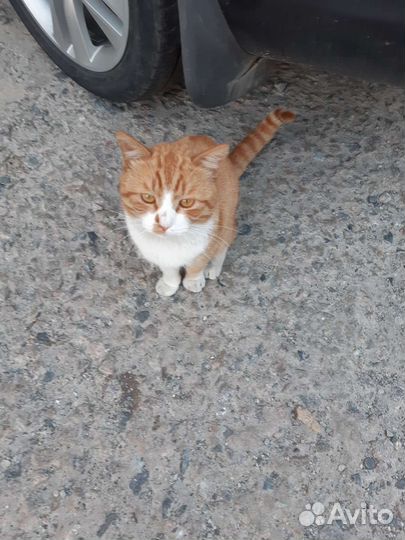 Кот рыжий