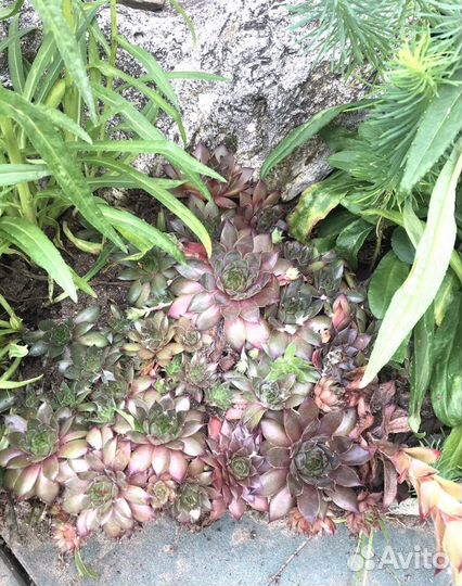 Молодило Sempervivum Rubin - каменная роза