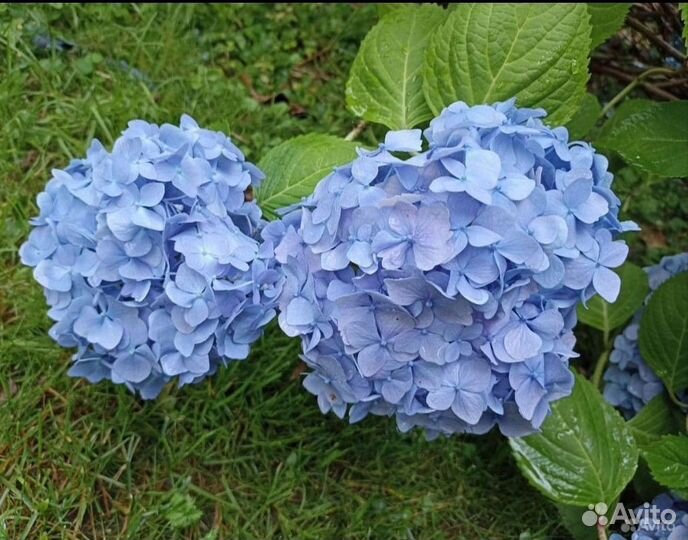 Гортензия крупнолистная черенки