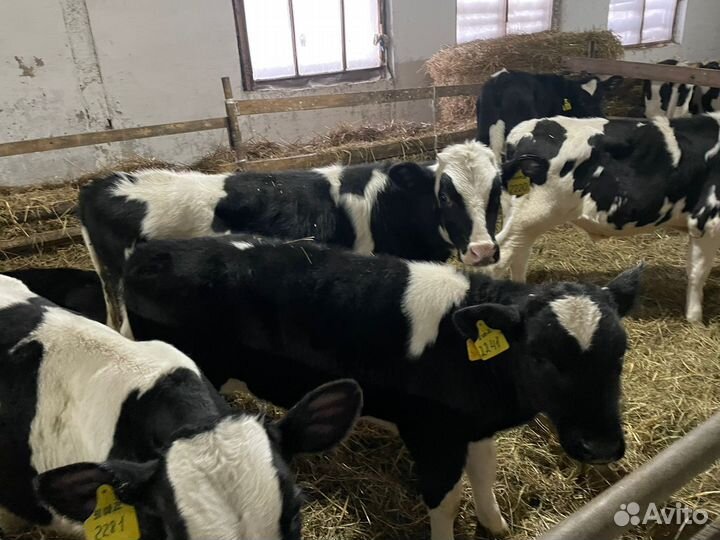 Телята: бычки и телки 1,2,3 м Холмогоры и Голштины