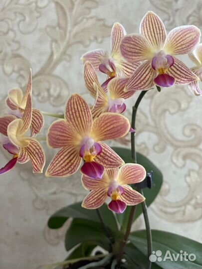 Орхидеи домашнего цветения
