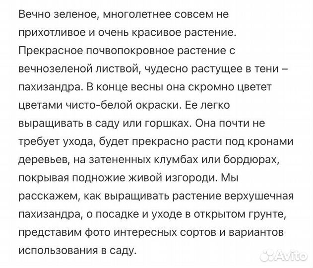 Пахизандра