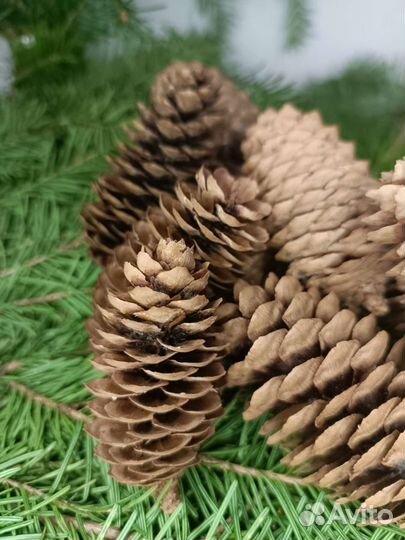 Шишки еловые