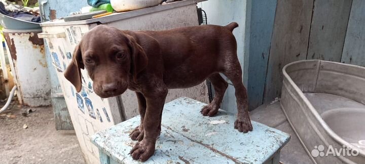 Щенки курцхаара