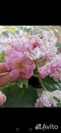 Сортовая фиалка