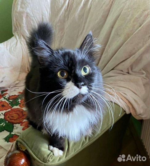 Роскошная кошечка Мотильда 3 года ищет дом