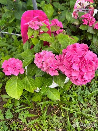 Гортензия Magical Ruby Tuesday и др