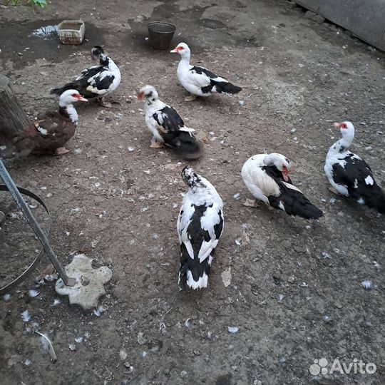 Мускусные утки