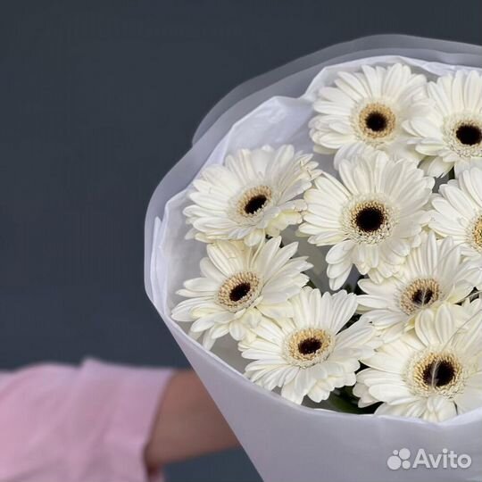 11 молочных Гермини