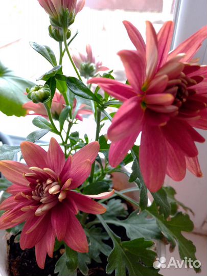 Хризантема комнатная