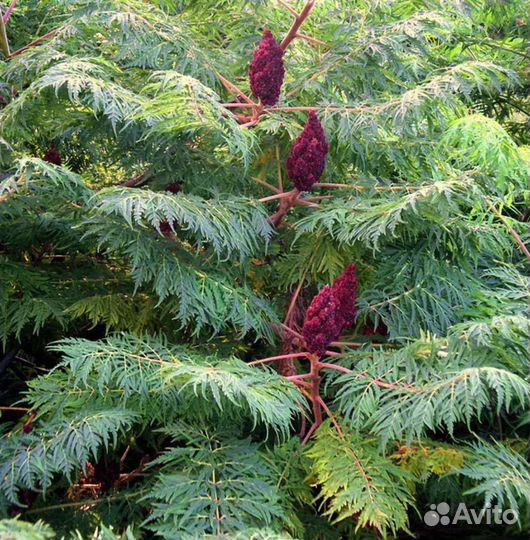 Сумах оленерогий