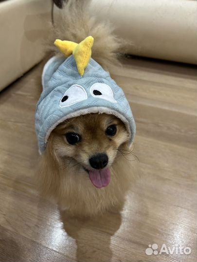 Одежда для собак