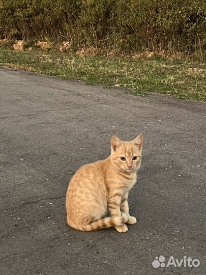 Котенок девочка 5 мес