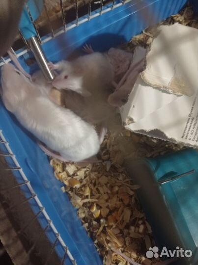 Сатиновые мыши