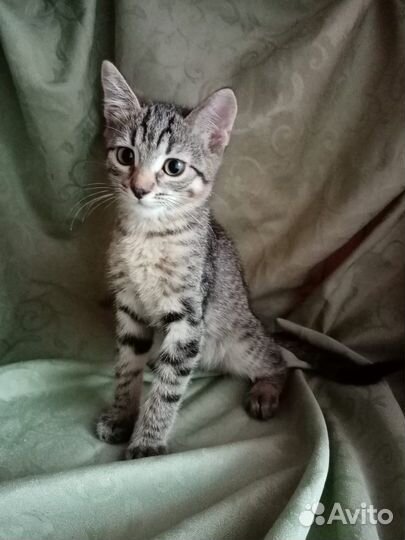 Котенок полосатик в добрые руки