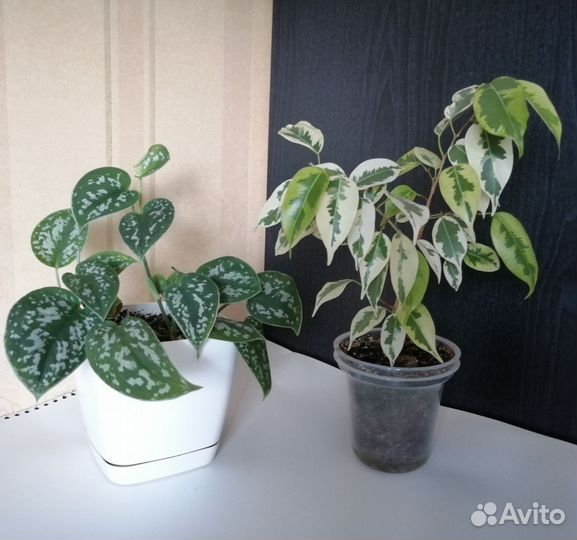 Сциндапсус пиктус фикус