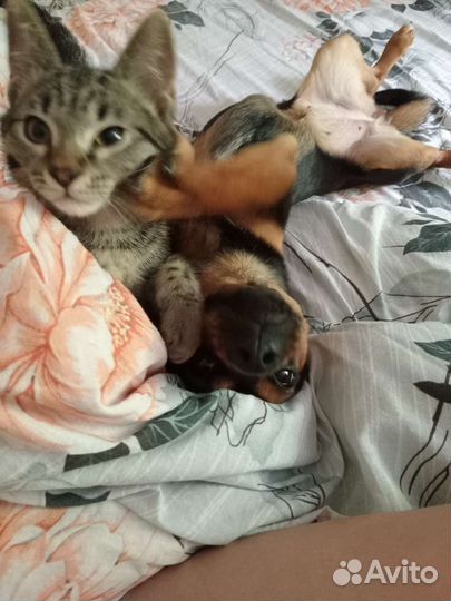 Собака в добрые руки