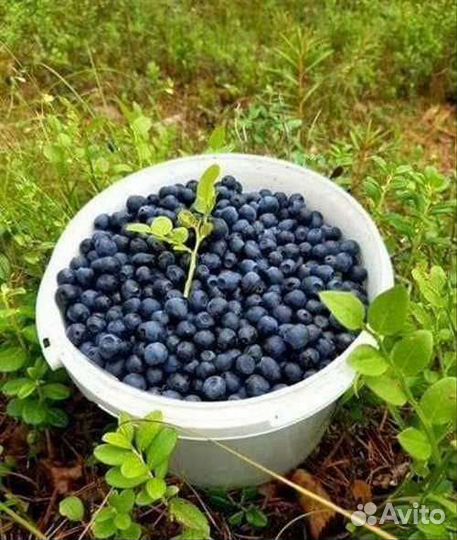 Черника свежая