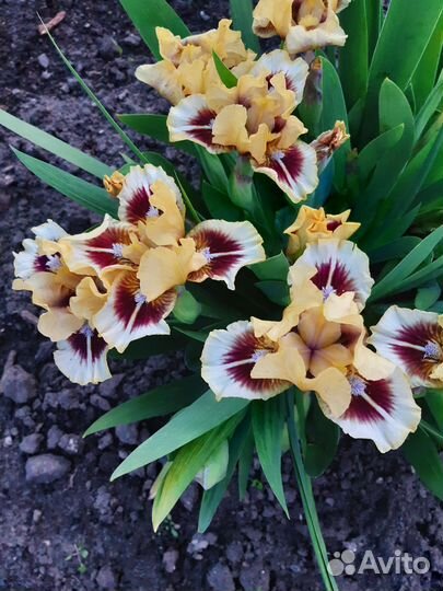 Ирисы карликовые