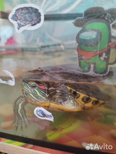 Отдам черепаху с аквариумом