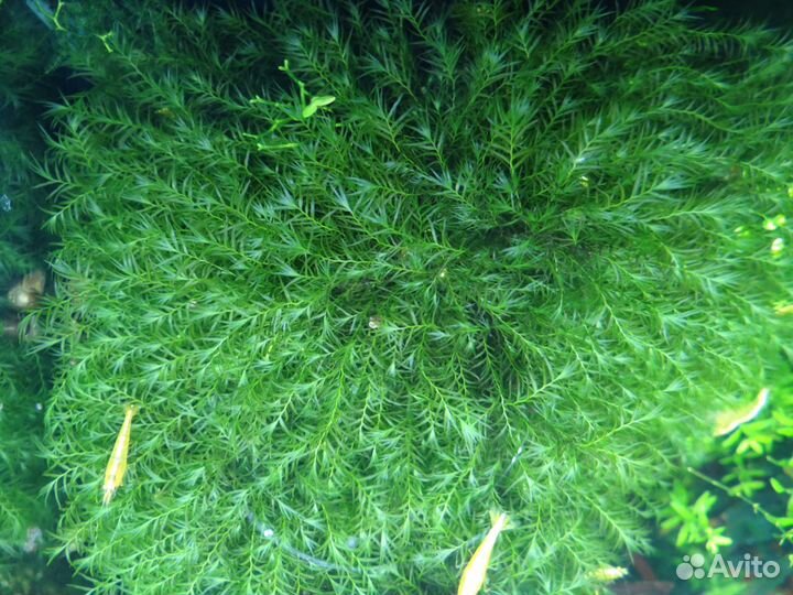 Живые корма,передержка, растения