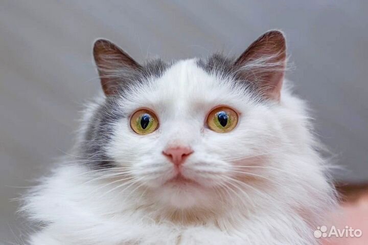 Белоснежка в добрые, заботливые руки