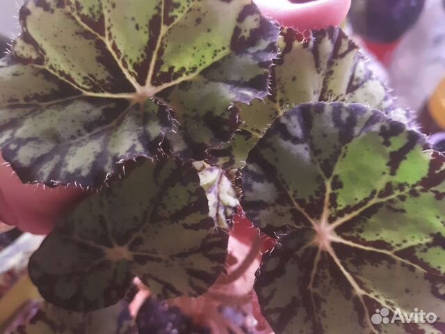 Бегония тигровая