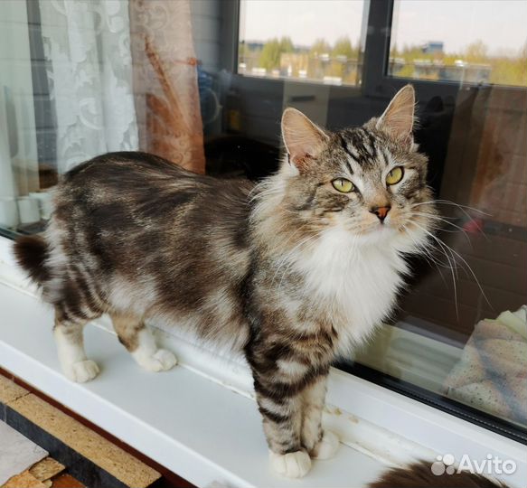 Котики ищут дом