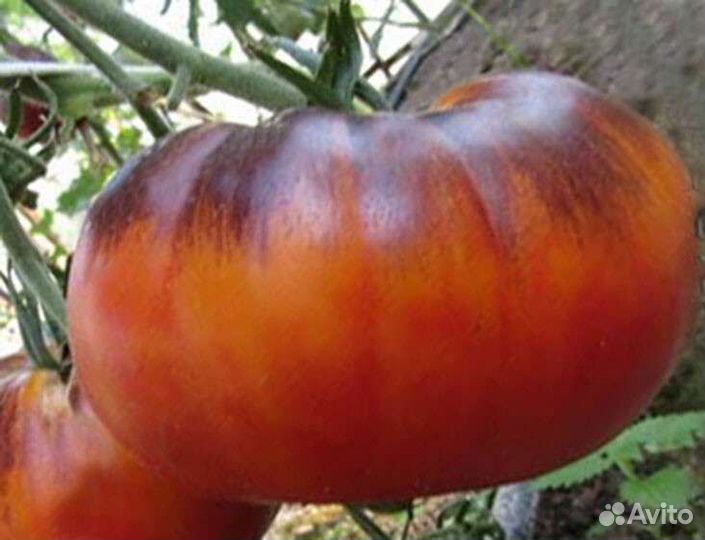 Семена томатов