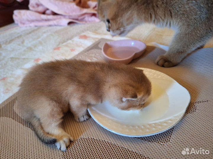 Шотландские котята