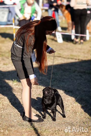 Кобель мопса открыт для вязок