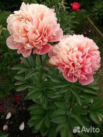 Glowing raspberry rose