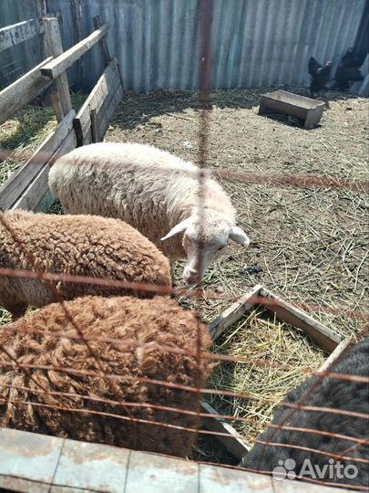 Овцы бараны