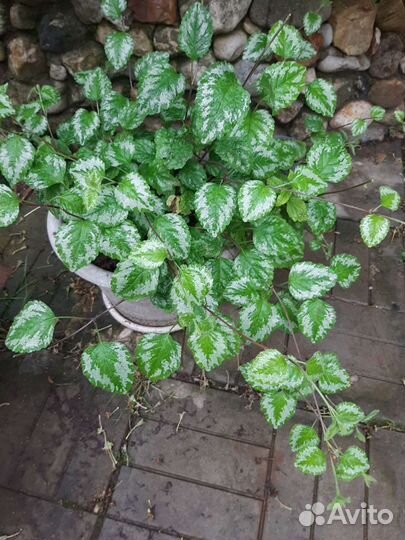 Почвопокровники