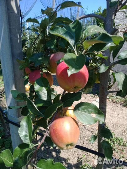 Яблоки галла девил