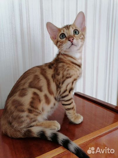 Бенгальские котята