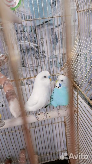Пара волнистых попугаев с большой клеткой