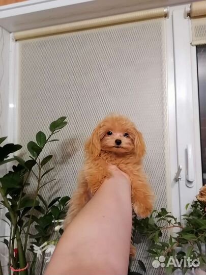 Тикап тэдди Мальтипу мальчик 1,4кг