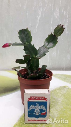 Комнатные цветы и растения