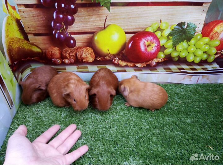 Морская свинка из Питомника