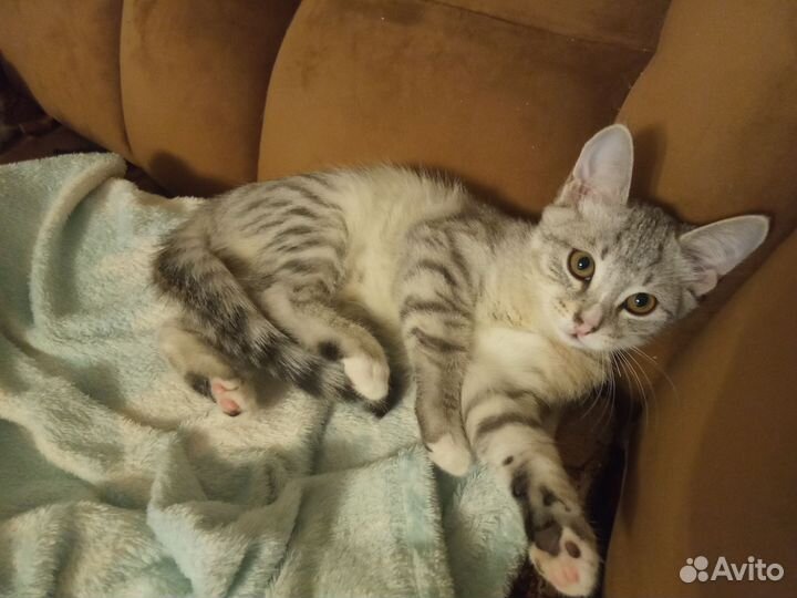 Домашние котята