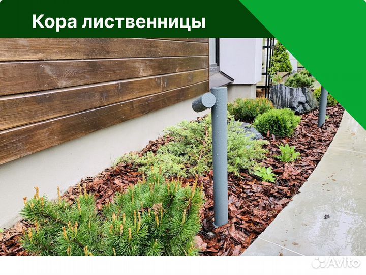 Кора лиственницы