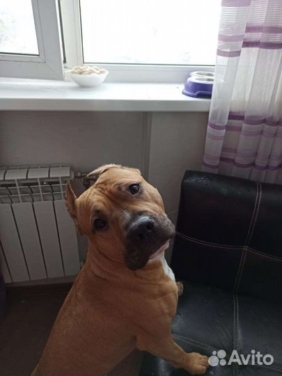 Амстафф Случка